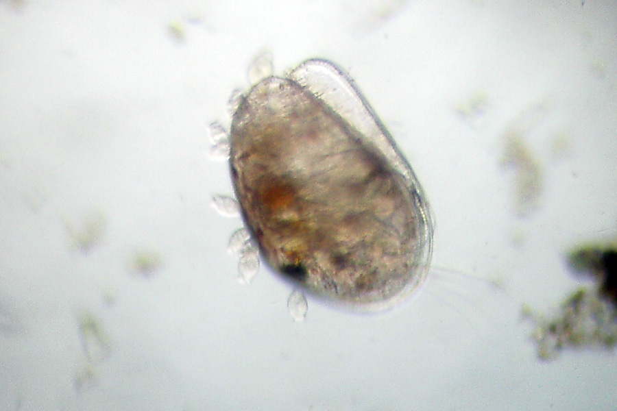 Peritricha su ostracode